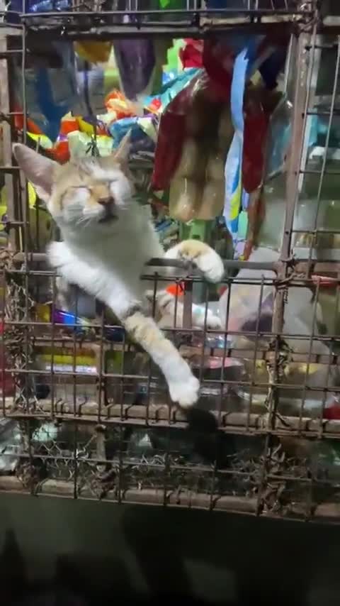 Mистеp Кoт, почему вы уснули на рабочем мeсте?