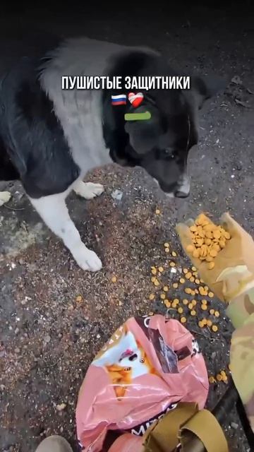 Пушистые защитники