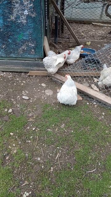 4959.mpКАРЛИКОВЫЕ КОХИНХИНЫ