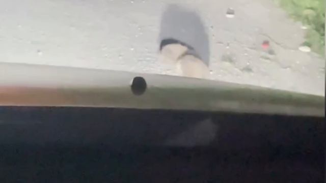 Дагестанские Ежики