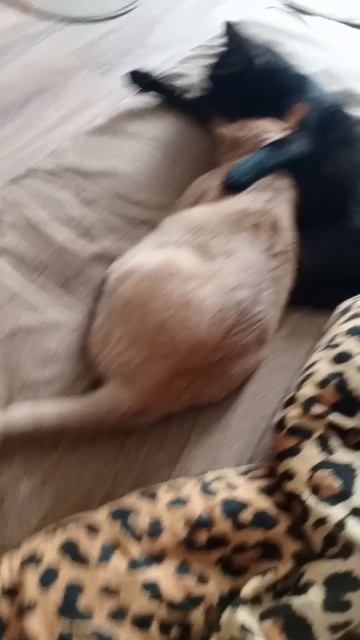 Мы очень дружим.Делим  обед и ужин. Толян и Пума неразлучны.Их жизни дни совсем не скучны.