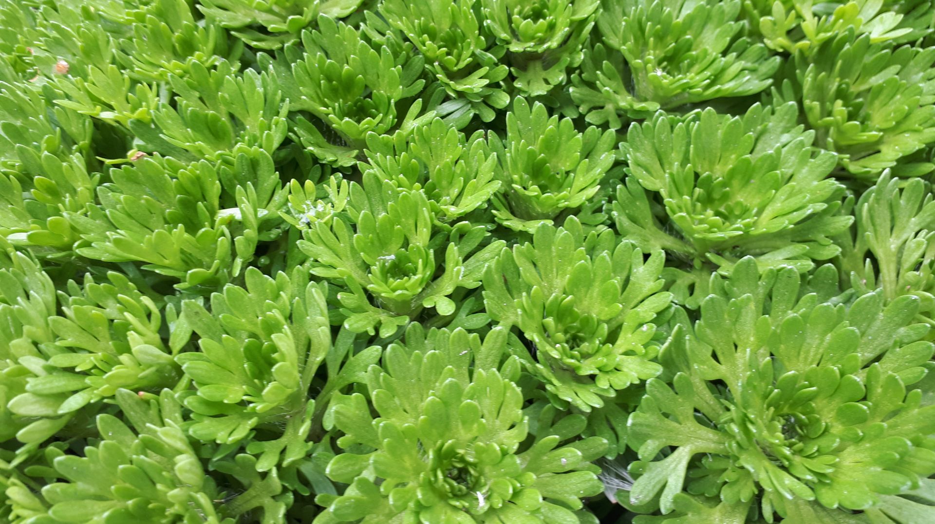 2348. Рассадный 2026 г. Ой,как жалко!