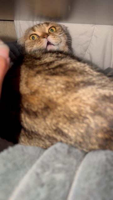 Злая шотландская вислоухая кошечка 😺🐱