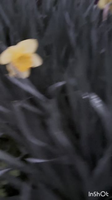 Цветущая ВЕСНА!