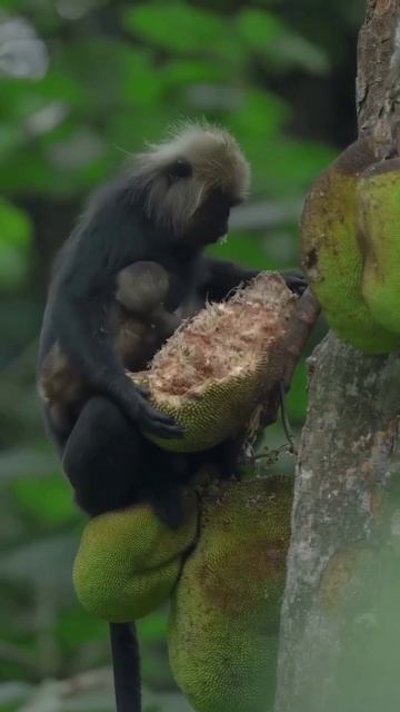 капюшонный гульман

#животные
#топ
#рек #милота #природа #обезьяна