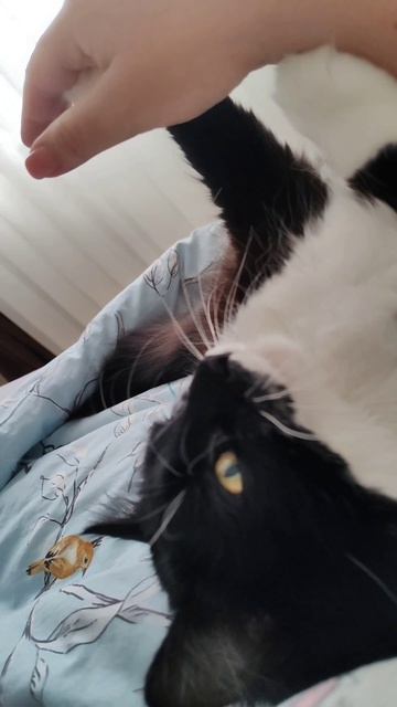 Кошачий армрестлинг