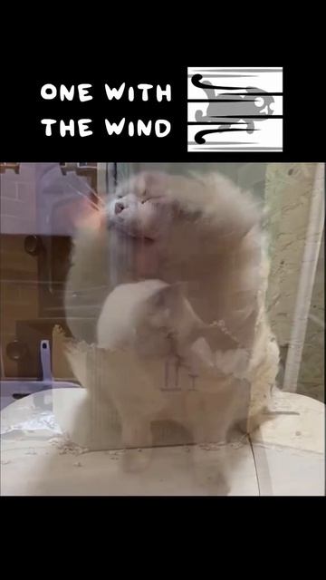 Прохождение мяугеникс на канале