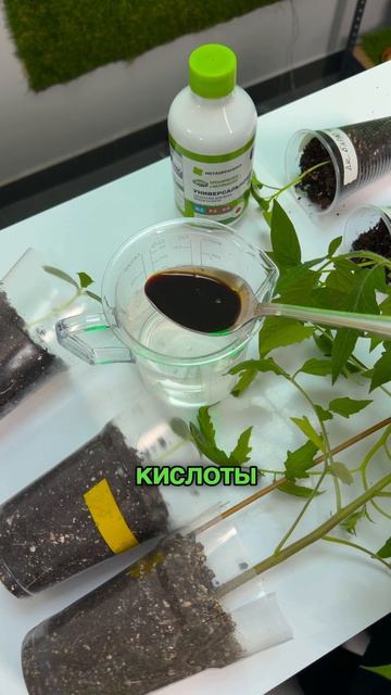 Правильная подкормка помогает рассаде быстрее наращивать корневую систему. Артикул 781257488