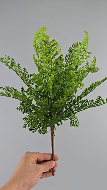 Куст папоротник Лин