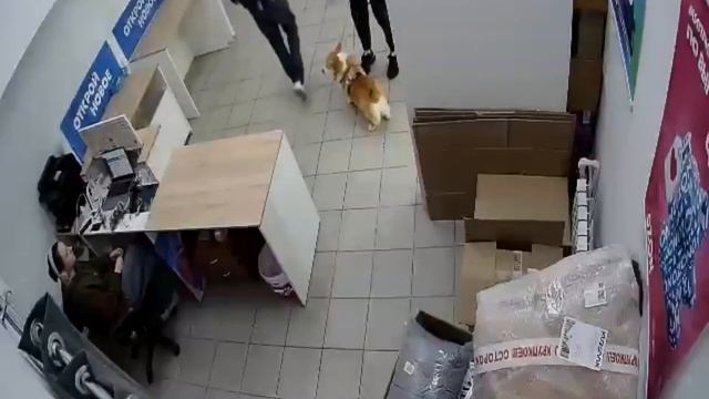 В Уфе мужчина избил девушку, которая заступилась за сотрудницу ПВЗ

Клиент начал в грубой форме треб