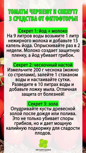 Томаты чернеют и сохнут. 3 простых средства
