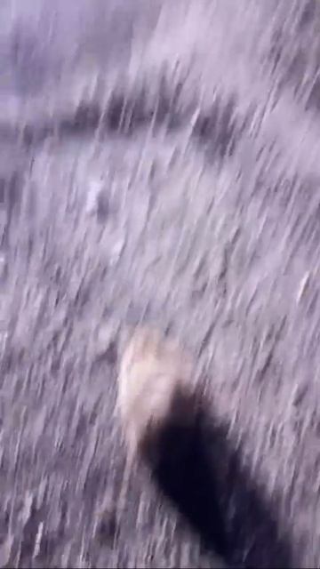 Боевые ёжики