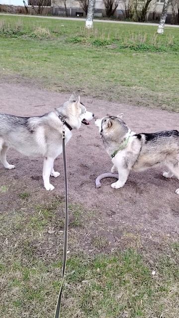 Хаски Джек и его друг Ной