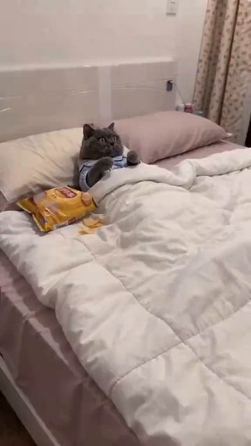 КОГДА ОТОБРАЛИ ТЕЛЕФОН 😁 #подписывайтесь #друзья #яппи #yappy #кот #котики #смех #рекомендации #лент