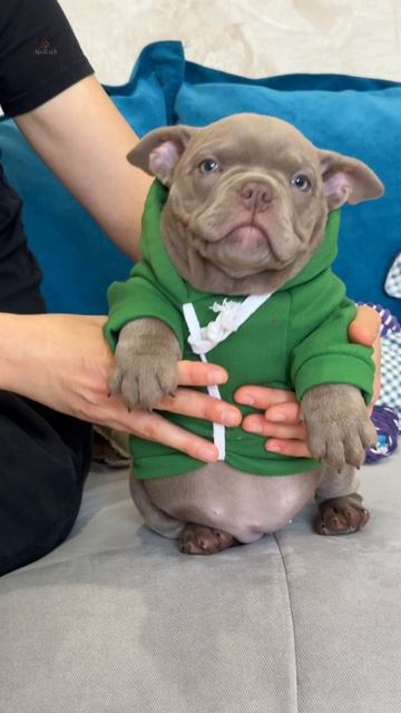 Этот щенок изменит ваше представление об американских булли! А еще он может стать вашим 🔥