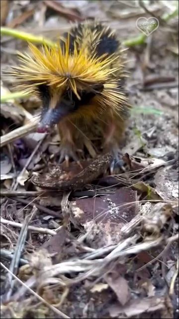 Полосатый тенрек