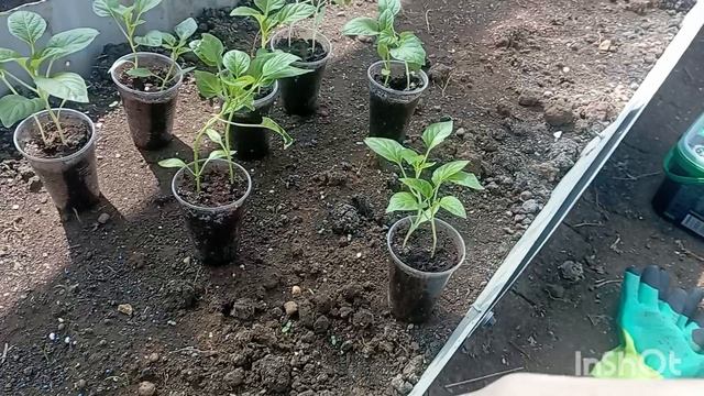 Дача. Обещали мороз. Пересеяла подсолнухи...