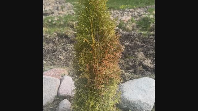 31.03. Туи. СМАРАГД или БРАБАНТ. Забор закрыли профлистом.