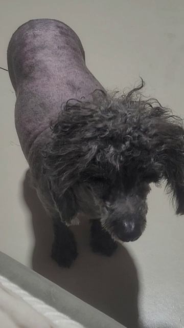 Лора в новом стиле