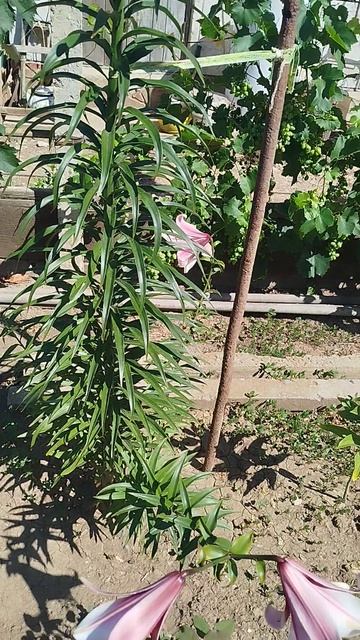 Лилия ОТ гибрид Фризо.