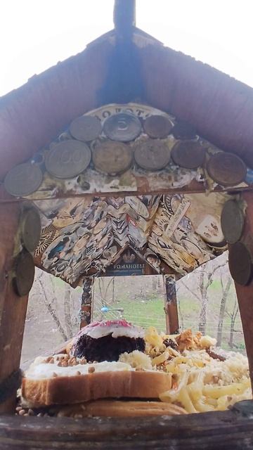 1000015277.mp4Жизнь кормушки.14.04.2026г.