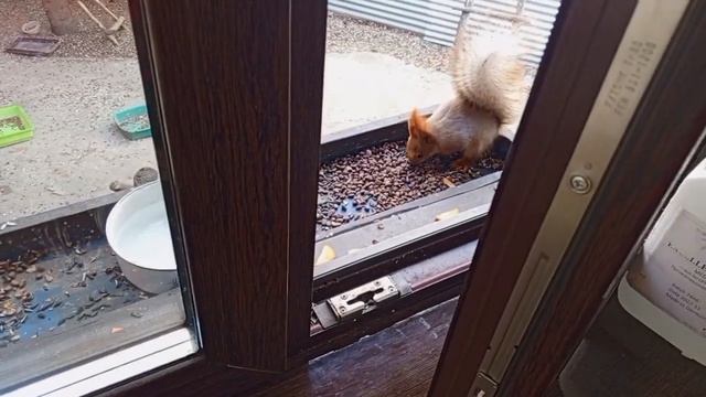 вторник с дикими животными