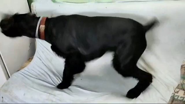 Video.Guru_20240817_171326726