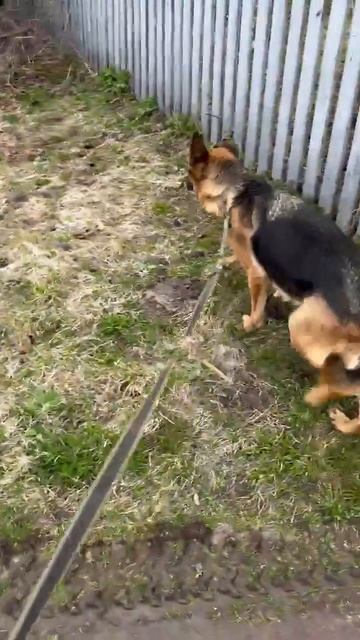 Стеша прогулка