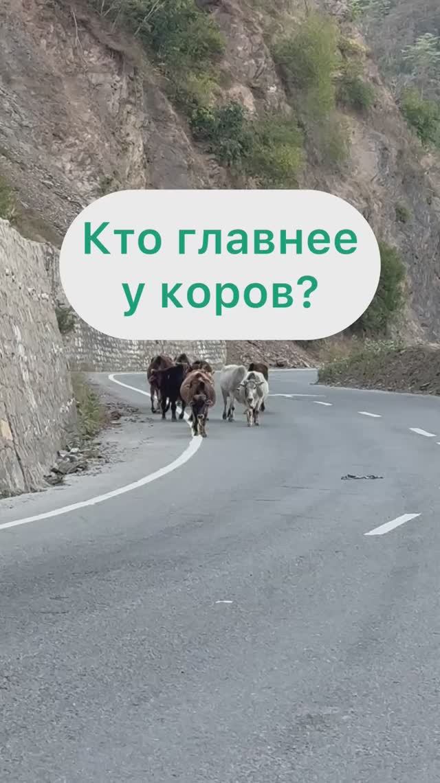 Кто главный у коров?