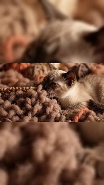 Истер в стране теплых ниток 🧶🐾 (Самое уютное видео) | Kittens in the Wool Maze #shorts #cat