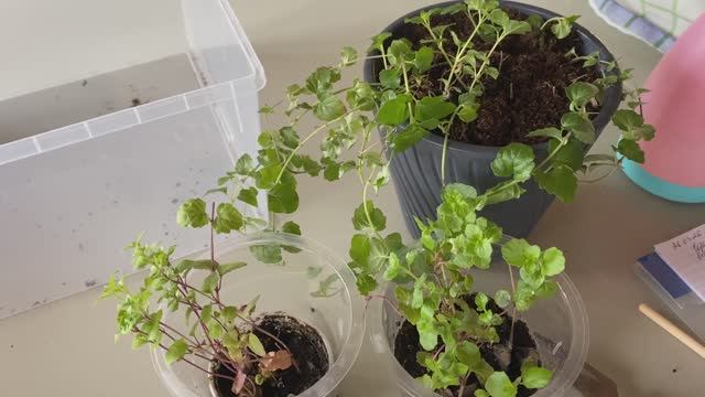 Чабер Дугласа - описание, уход, размножение черенками