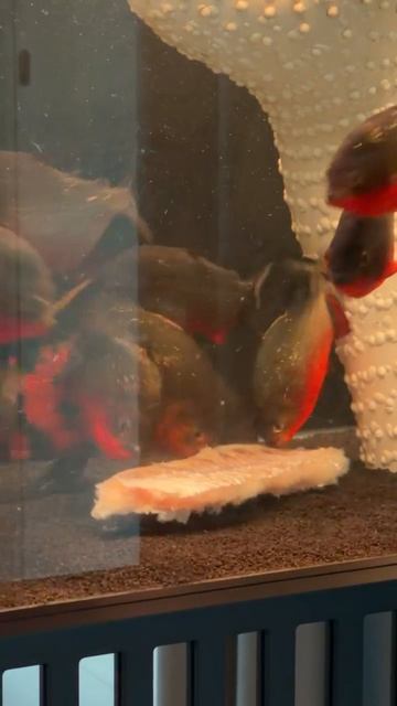 Что будет если кинуть пираньям судака 🙈