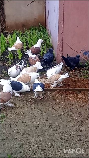 голуби Ломова Минералка