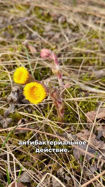 вытянет гной и кашель