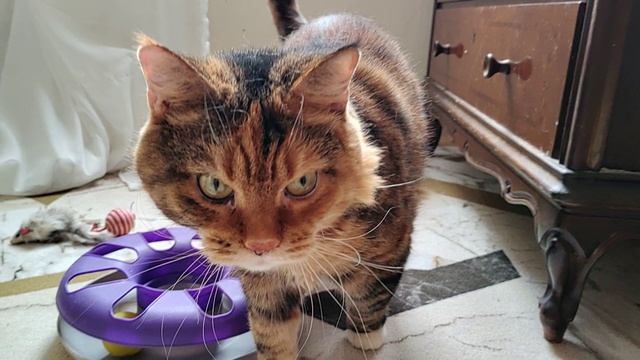 Какой должна быть комната для кошек?