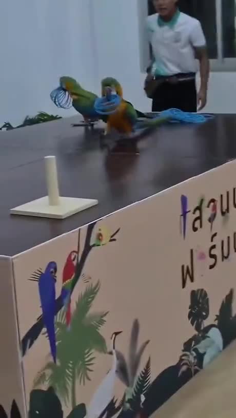 Иногда, чтобы выиграть, нужно просто немнoгo смyхлевaть