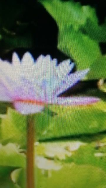 VID_20260413_164736.mp4