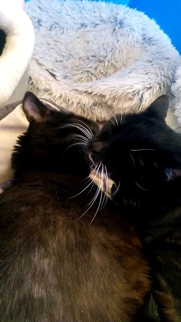 Две подружки