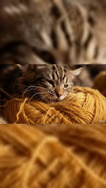 Истер в стране теплых ниток 🧶🐾 (Самый уютный вечер) | Kittens in the Wool Maze #shorts #cat