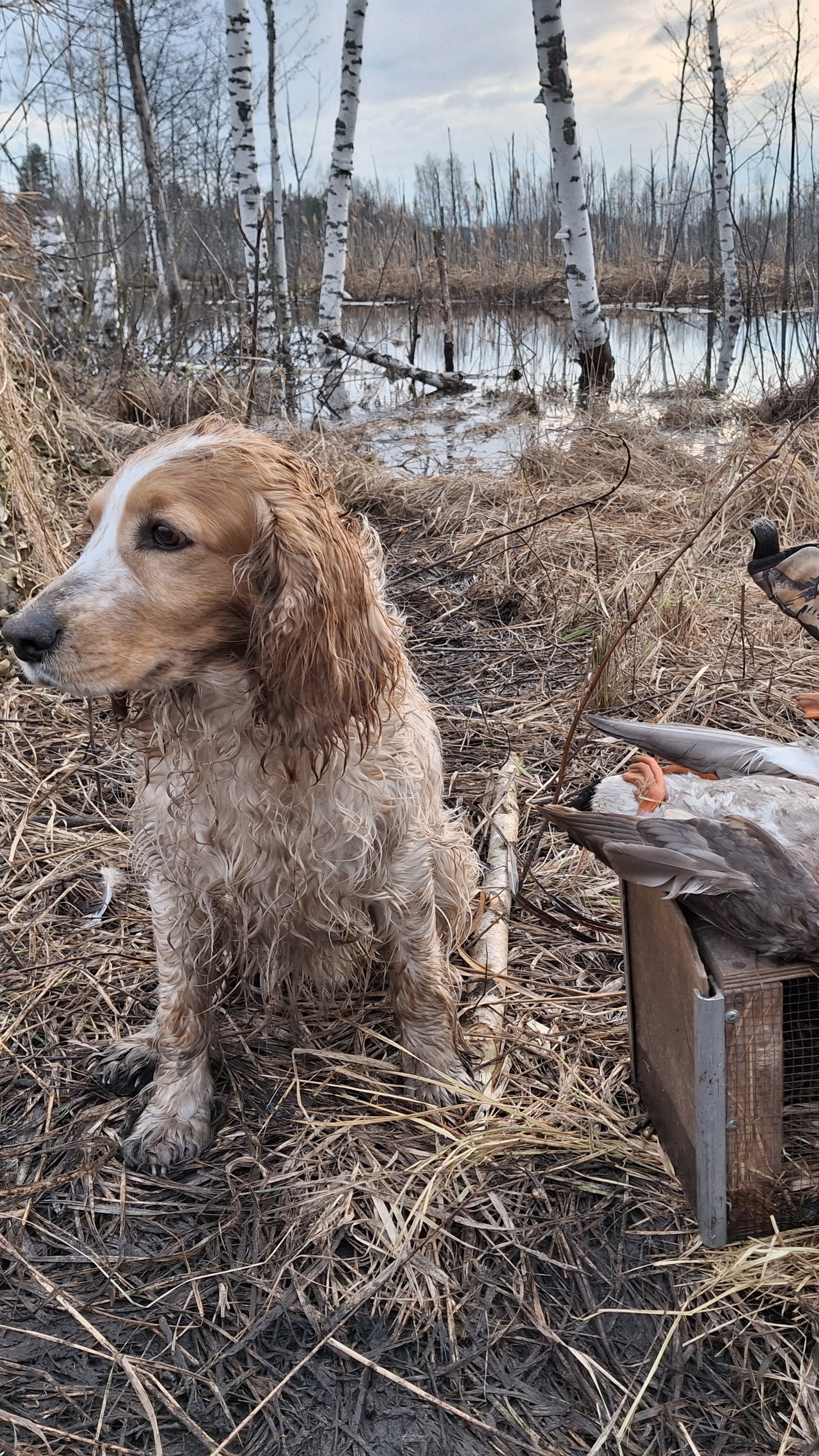 с подсадной #охота#весна