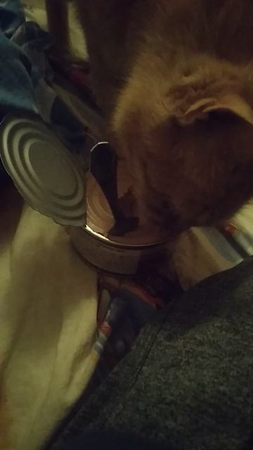 едим с котом из одной миски