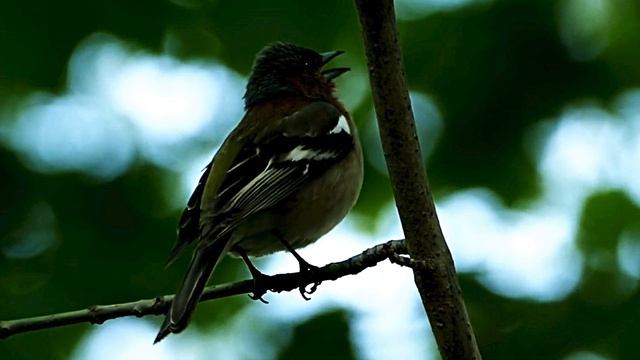 Звук природы. Птицы. Зяблик поет в деревне
