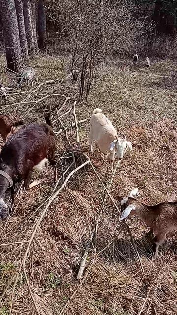 14.04.26 Козы на прогулке