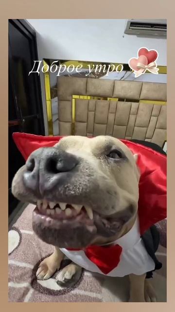 Доброе утро, ВТОРНИК! 🤗🤗🤗 14.04.2026г. Всем здоровья,  удачи, везения, счастья и позитива! 😁😁😁