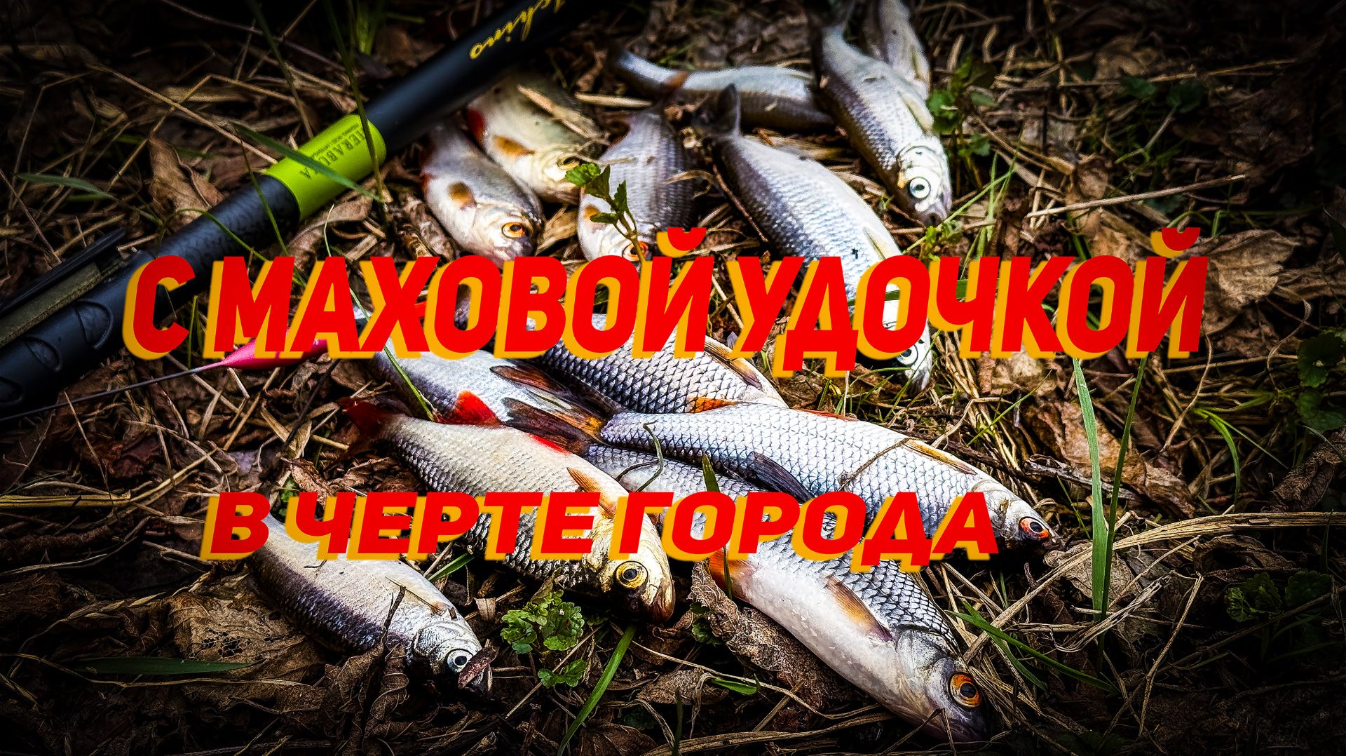 Рыбалка с маховой удочкой в черте города