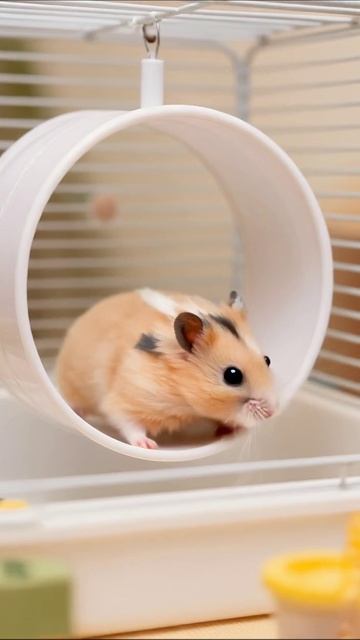 Веселый хомячок в колесе #хомячок #домашние_животные #анимация