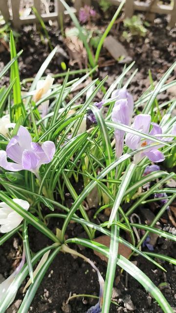 Апрельская нежность