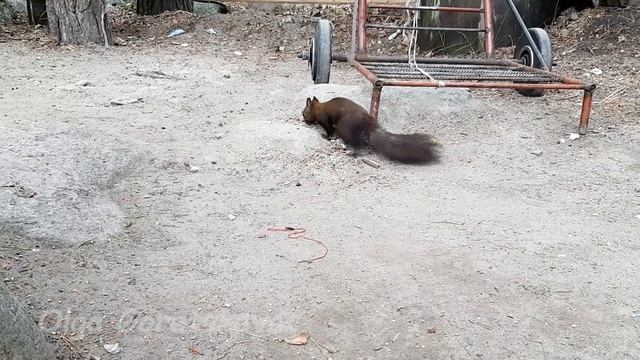 Аршан. Белки