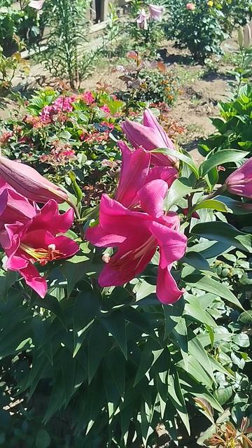 Лилия ОТ гибрид Робина.