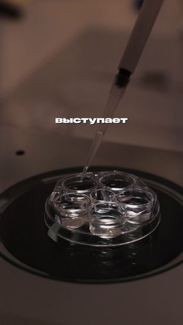 Полный цикл от яйцеклетки до телёнка